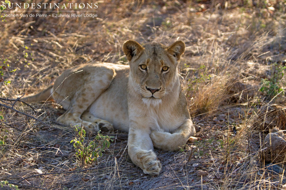 Sub-adult Lion Sub-adult Lion
