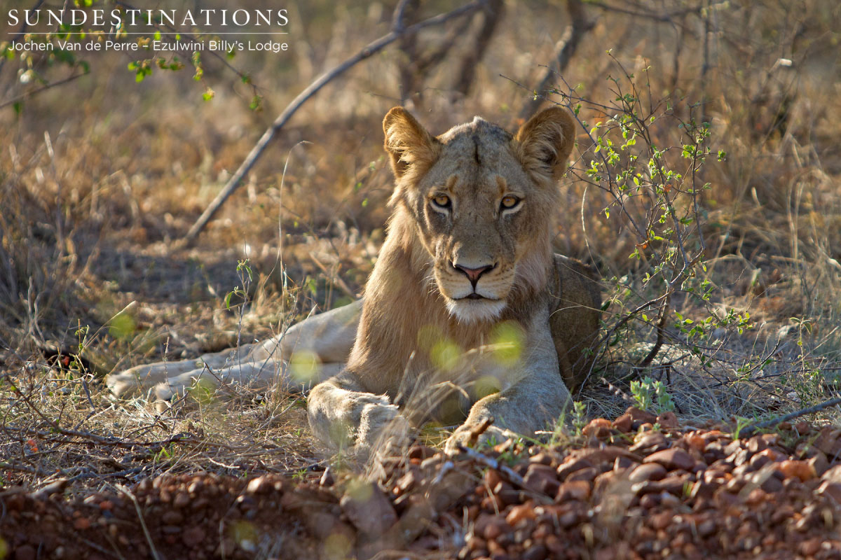 Young Male - Balule Young Male - Balule