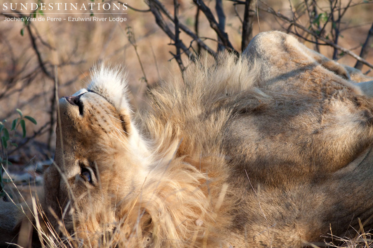 Balule Young Male Balule Young Male