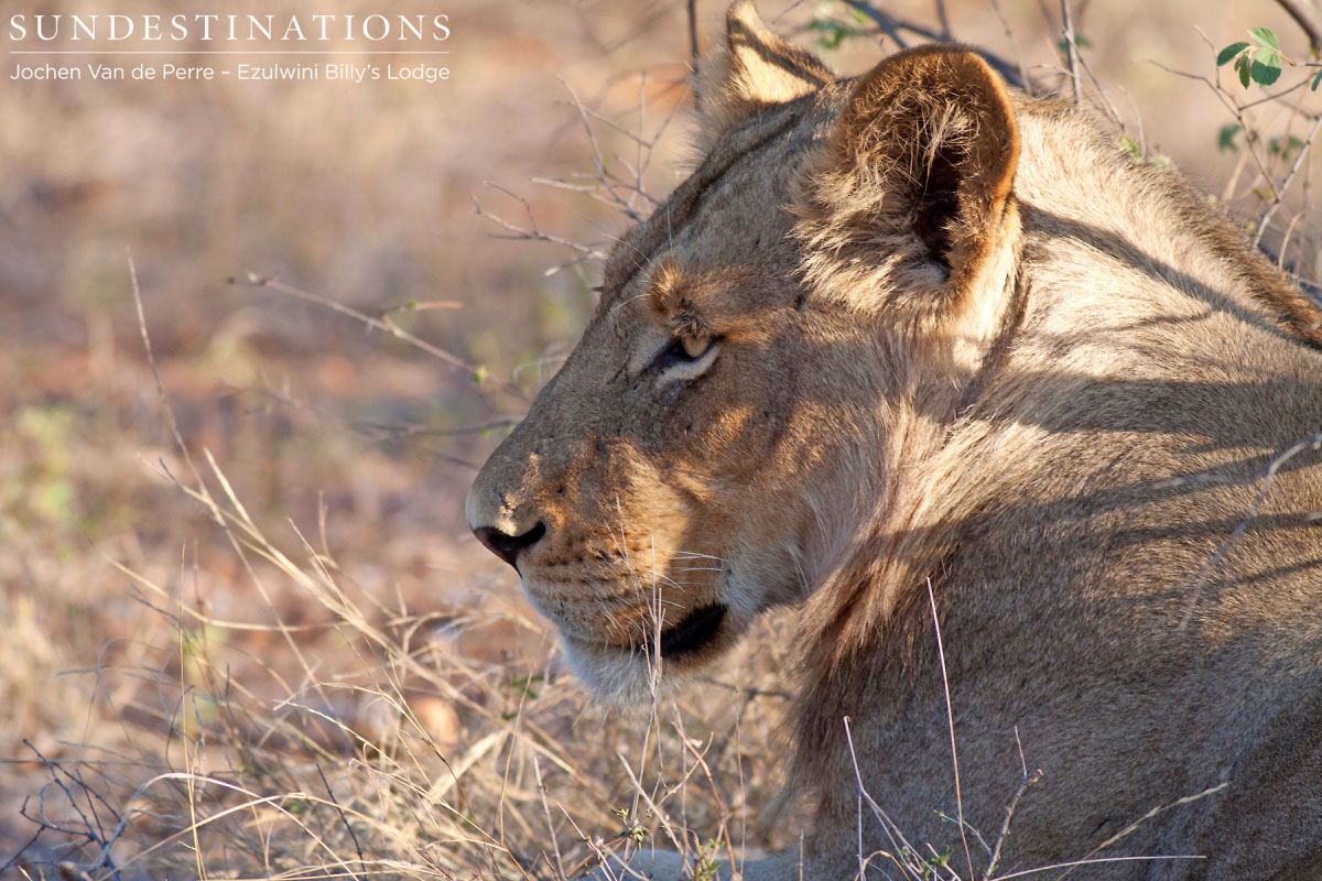Lioness - Balule Pride Lioness - Balule Pride