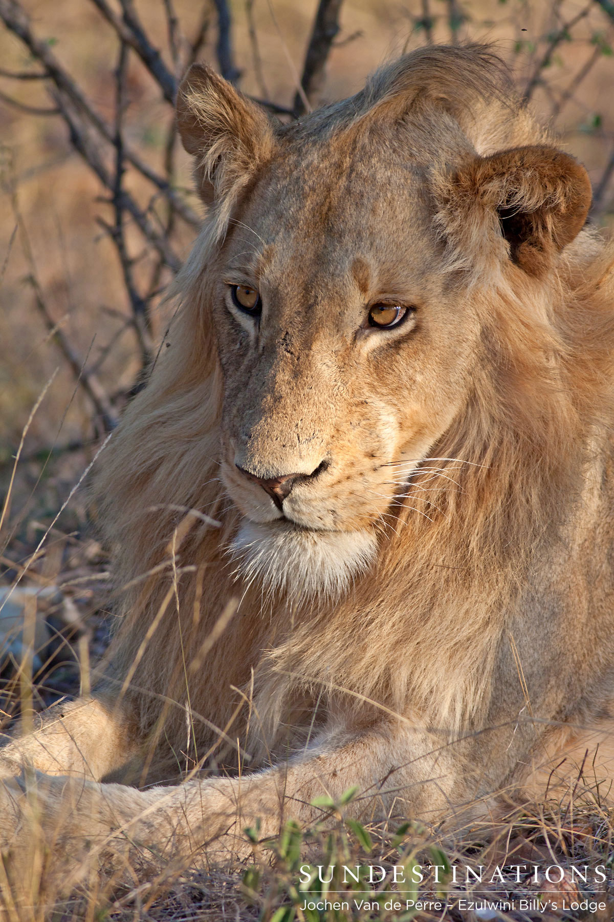 Mohawk Male Lion Mohawk Male Lion