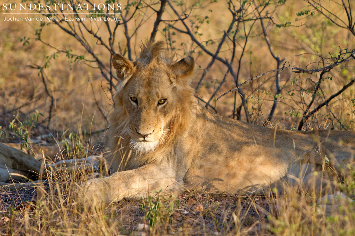 Balule Lions Balule Lions