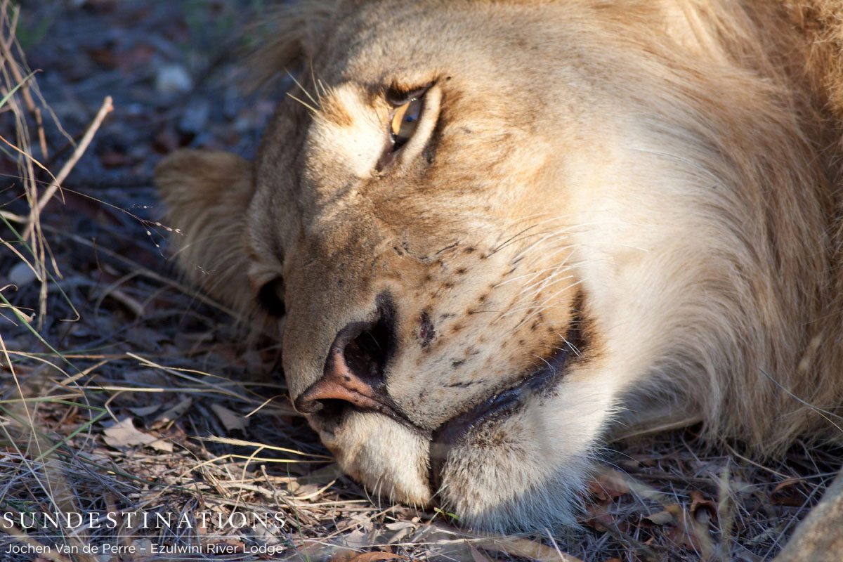 Balule Pride in Afternoon Balule Pride in Afternoon