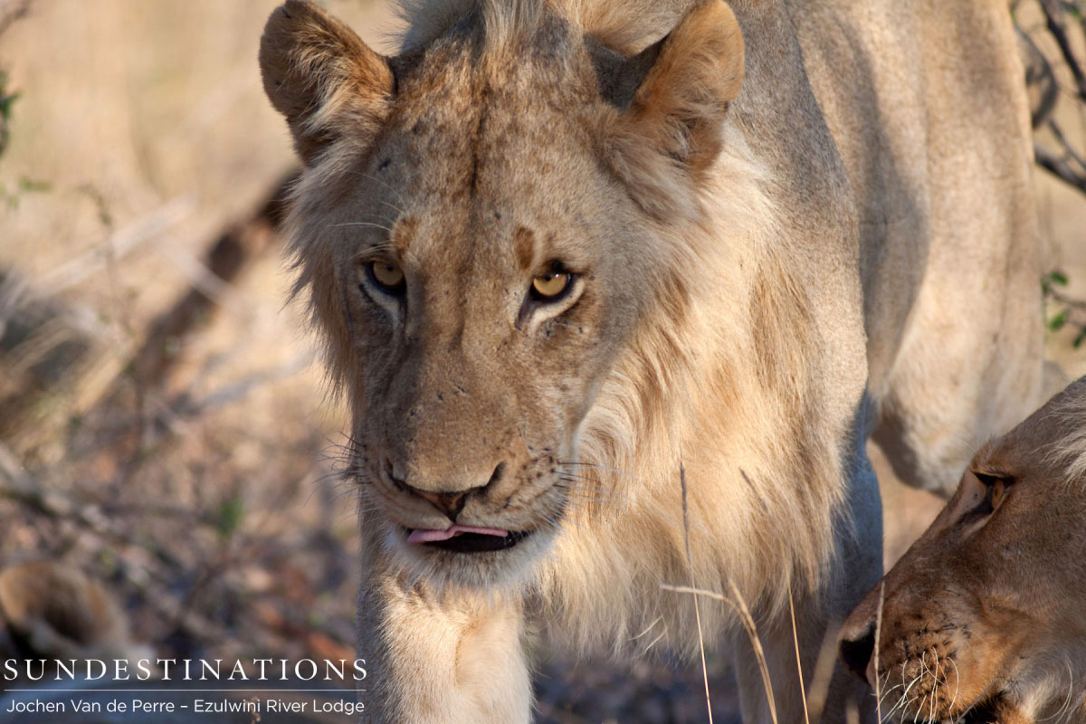 Balule Male Lion Balule Male Lion