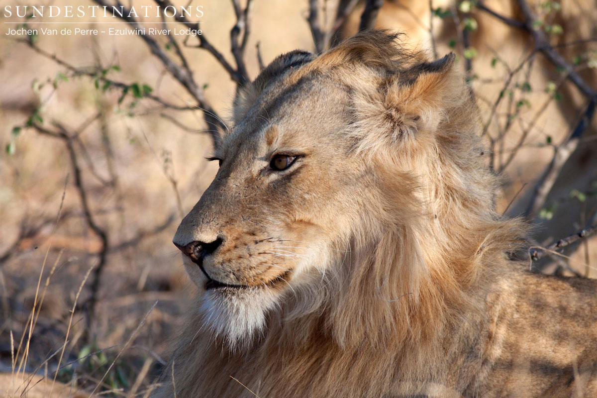 Lion with Mohawk Lion with Mohawk