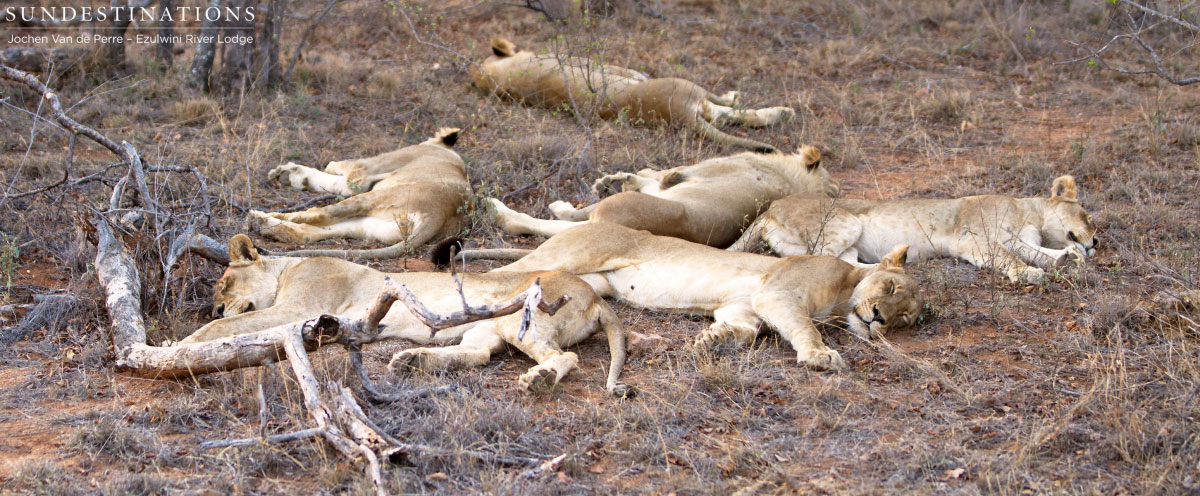 The Balule Pride The Balule Pride