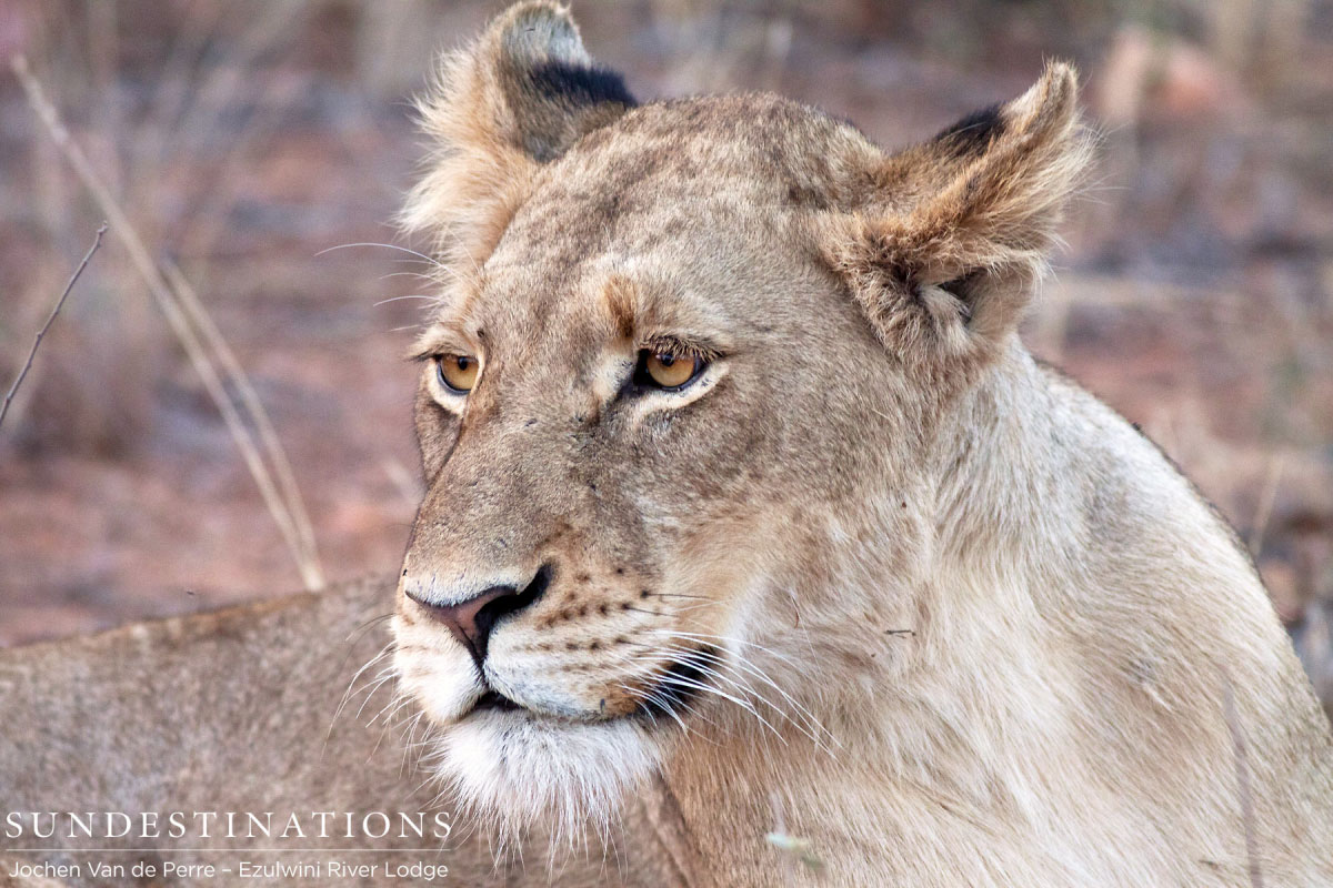 Balule Pride Balule Pride