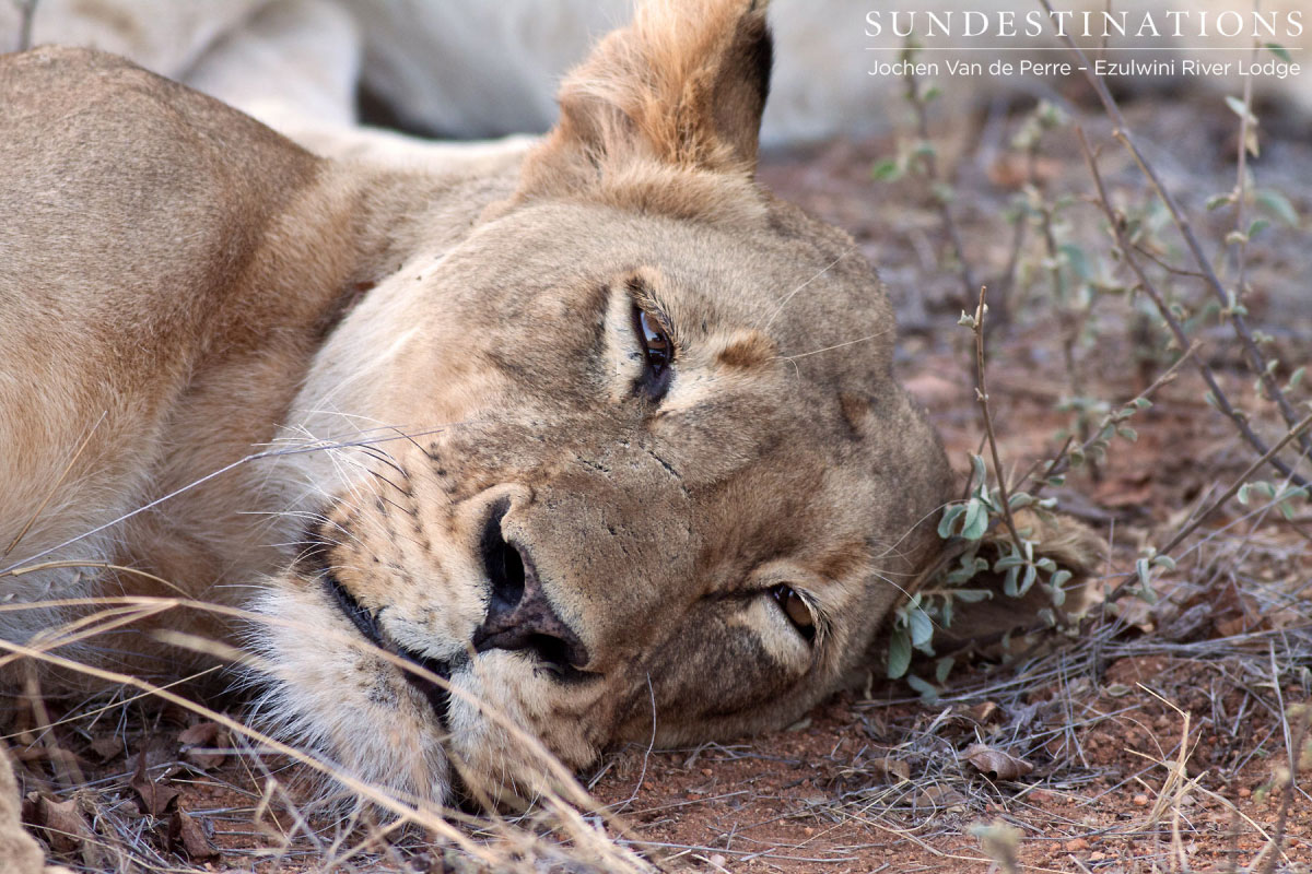 Relaxing Lions Lions relaxing in the Balule.