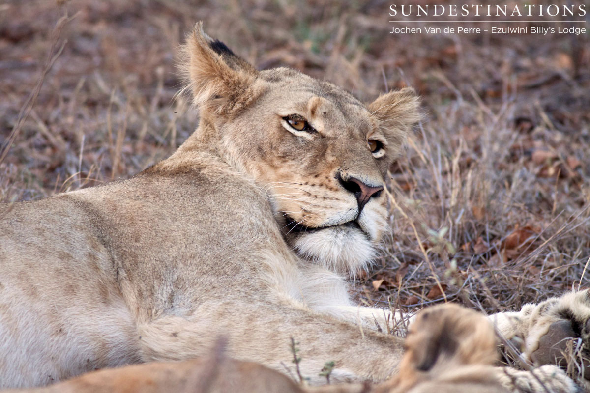 Lioness Watches Vehicle Lioness keeps an eye out for trouble