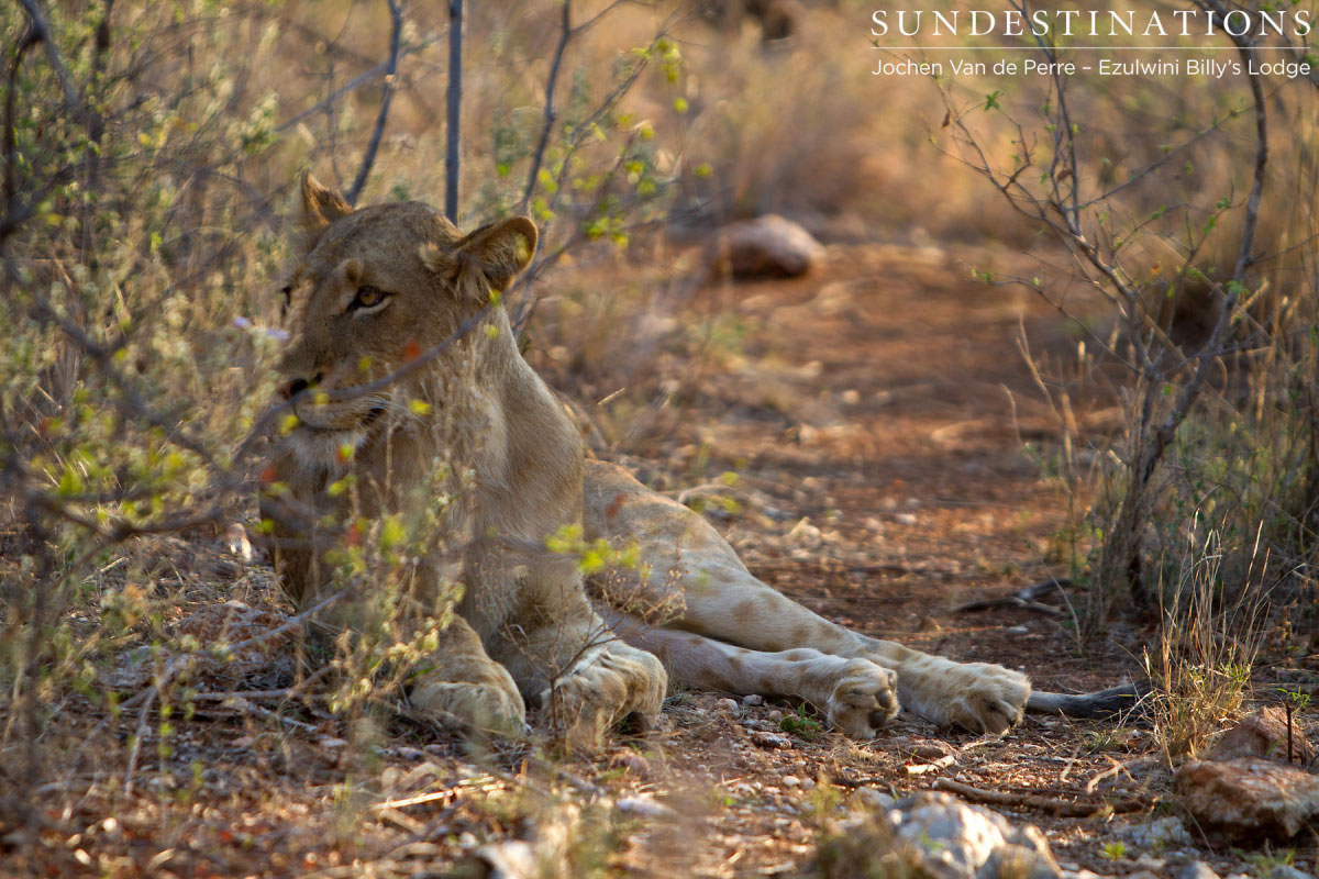 Balule Pride in Afternoon Light Balule Pride in Afternoon Light