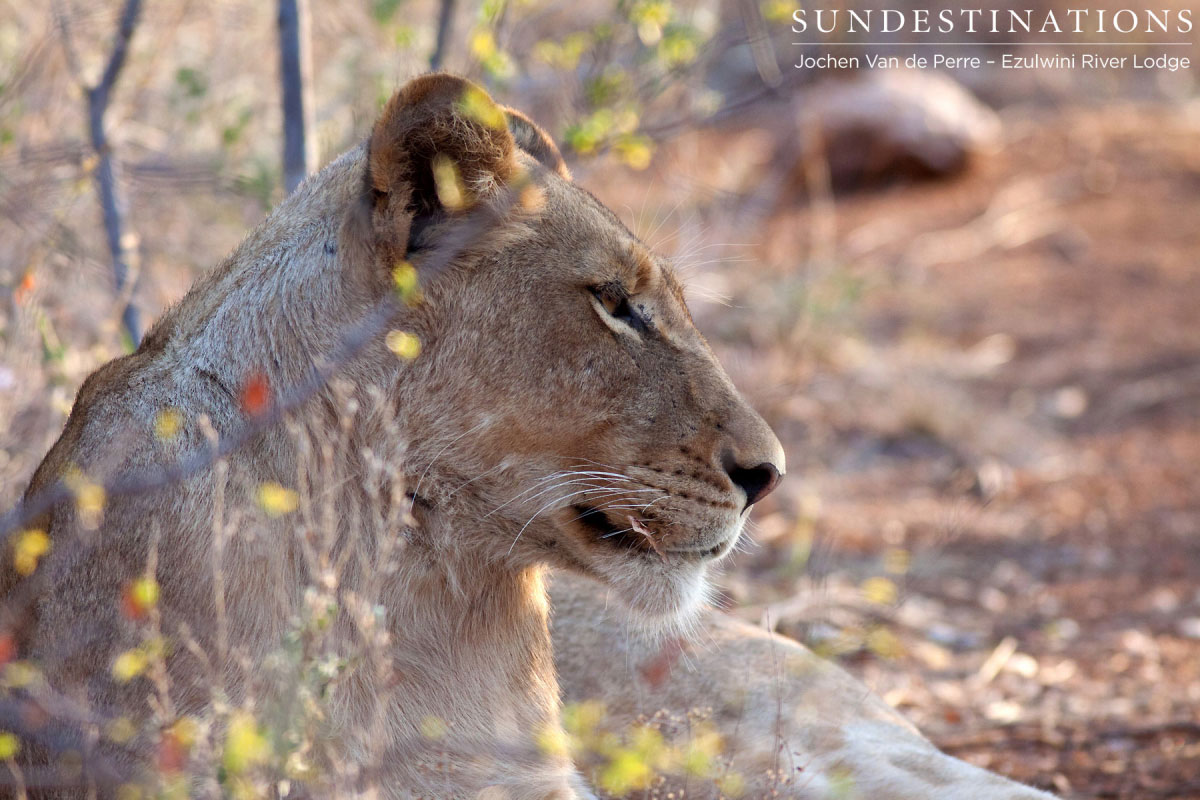 Balule Pride Lioness Balule Pride Lioness