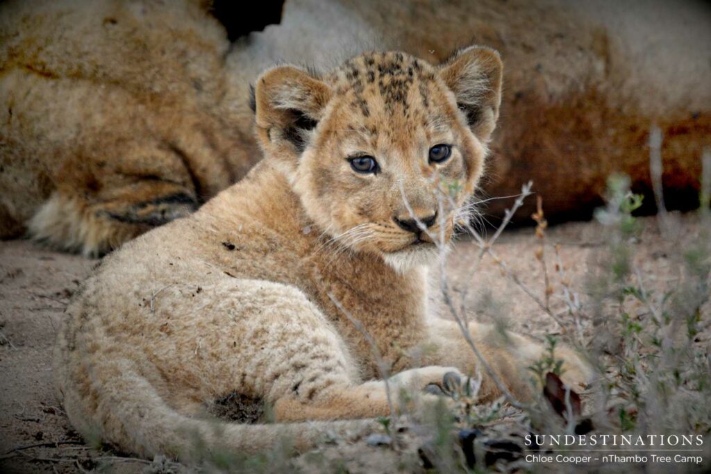 Cub paying attention Cub paying attention