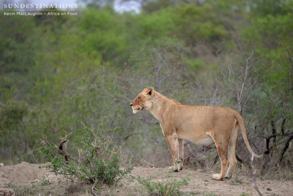 Mother RB lioness watching the lucky warthog escape Mother RB lioness watching the lucky warthog escape