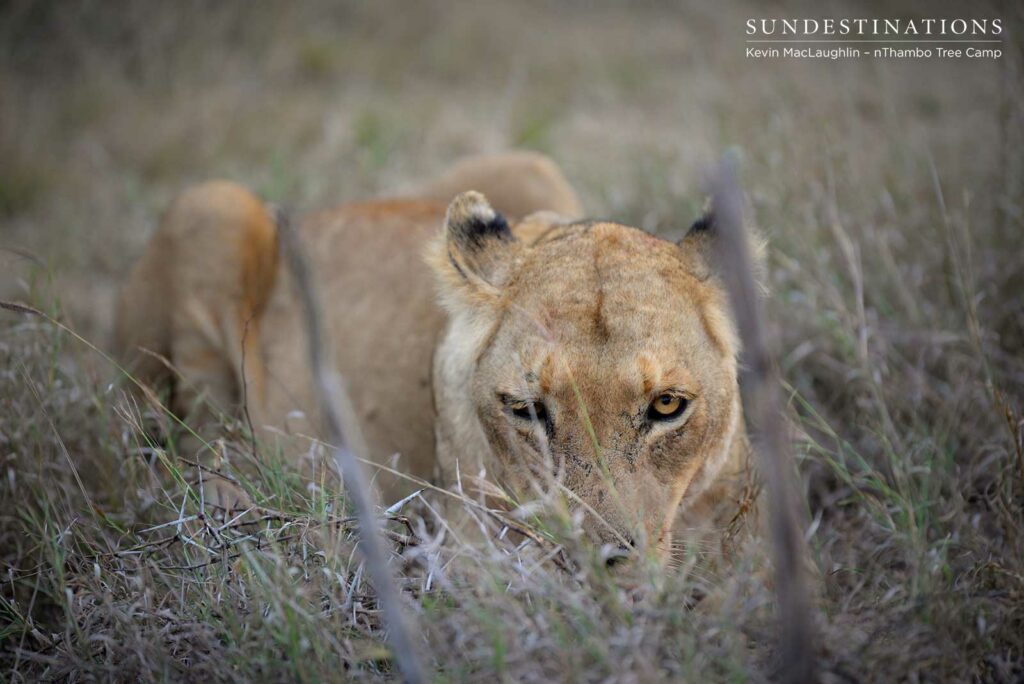 RB lioness feasting on a warthog RB lioness feasting on a warthog