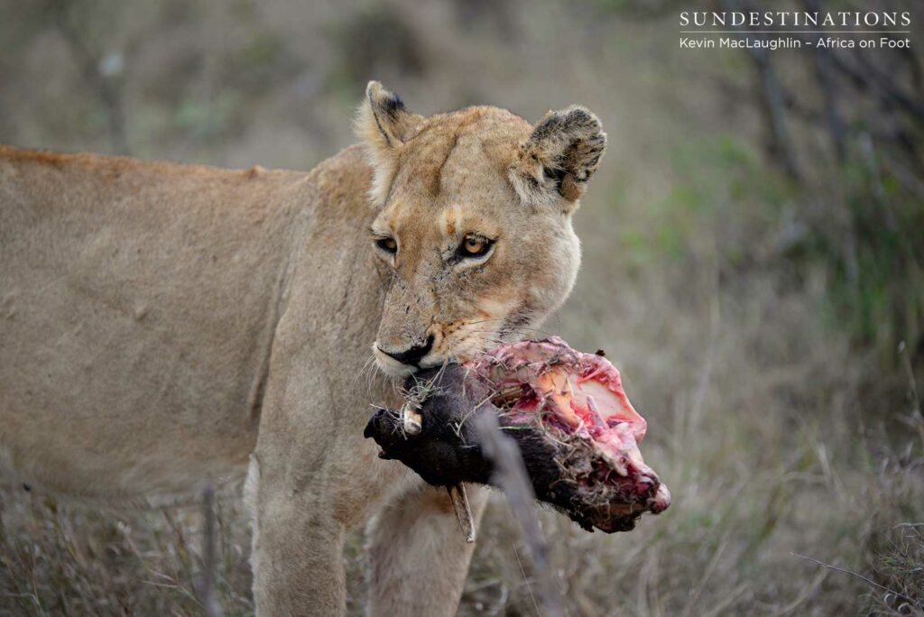 Feeding on the remains of warthog carcass Feeding on the remains of warthog carcass