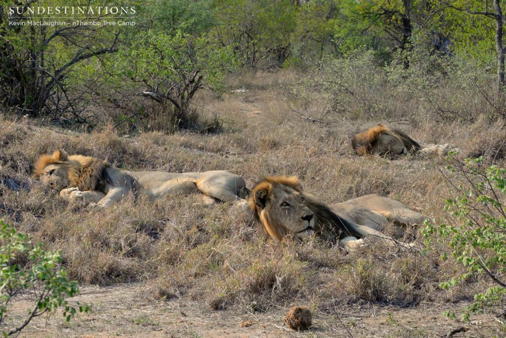 All 3 of the Trilogy All 3 of the Trilogy