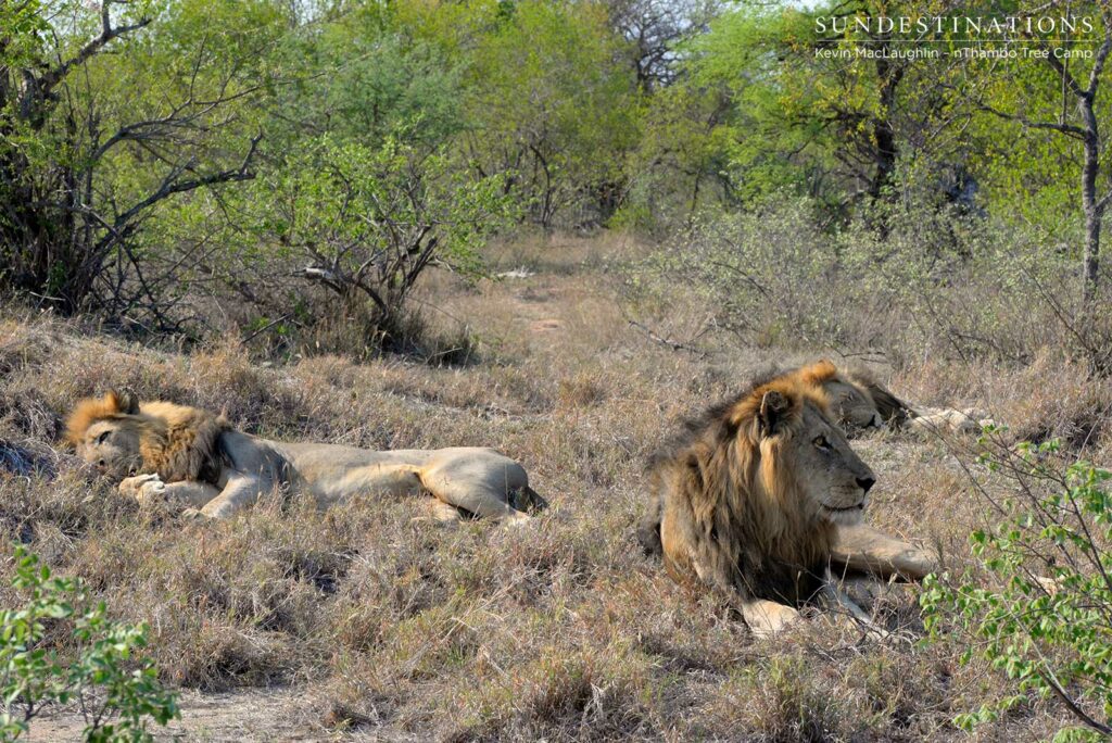 3 Trilogy males resting 3 Trilogy males resting