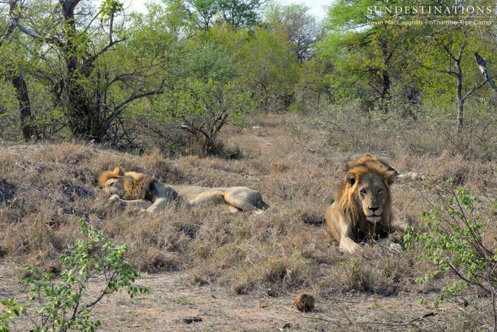 Trilogy coalition Trilogy coalition