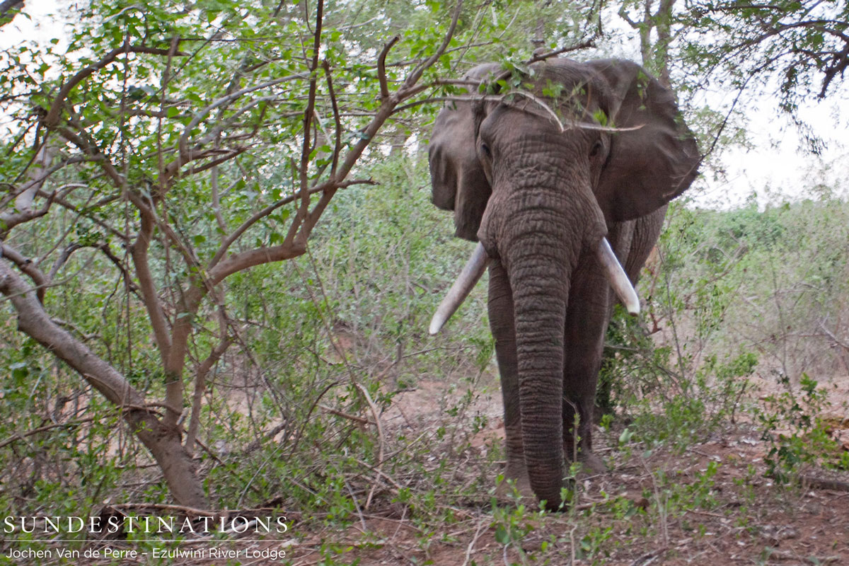 Elephant Tusker Elephant Tusker