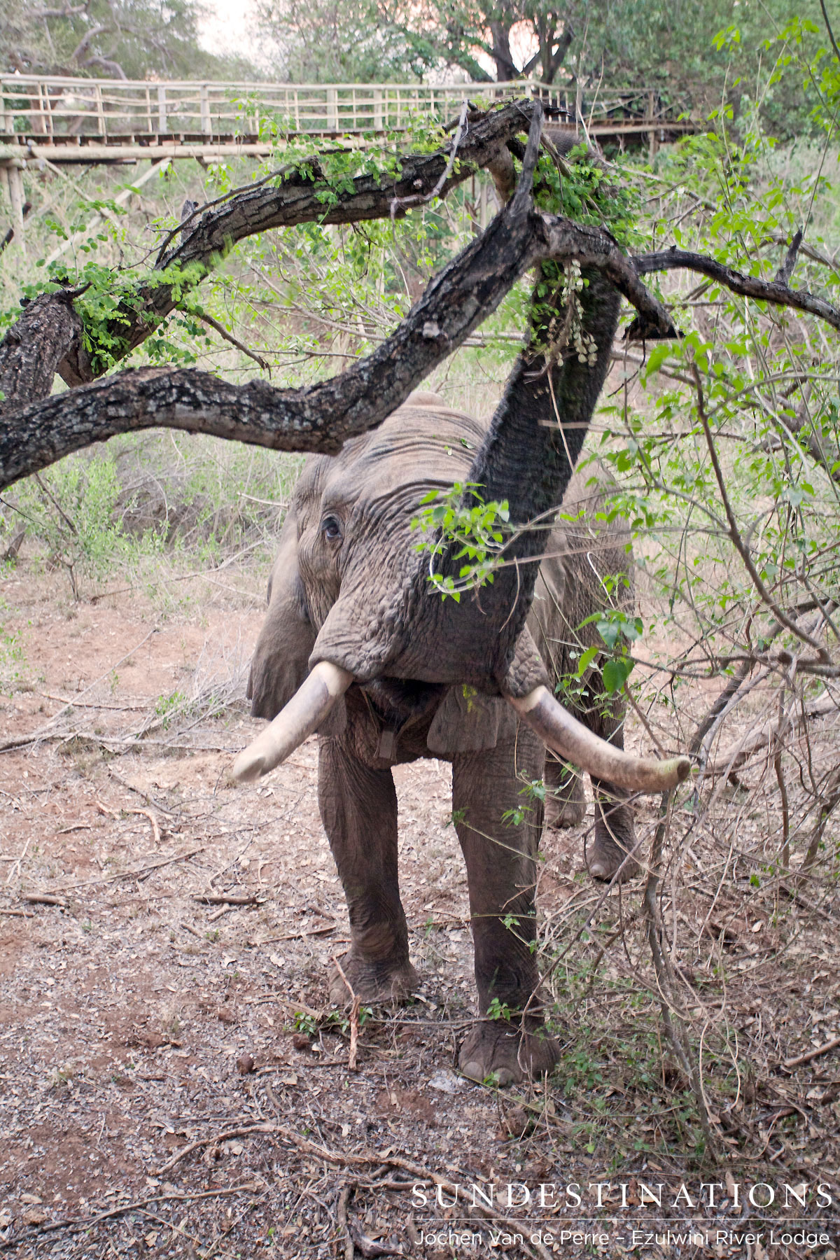 Elephant Bull Elephant Bull