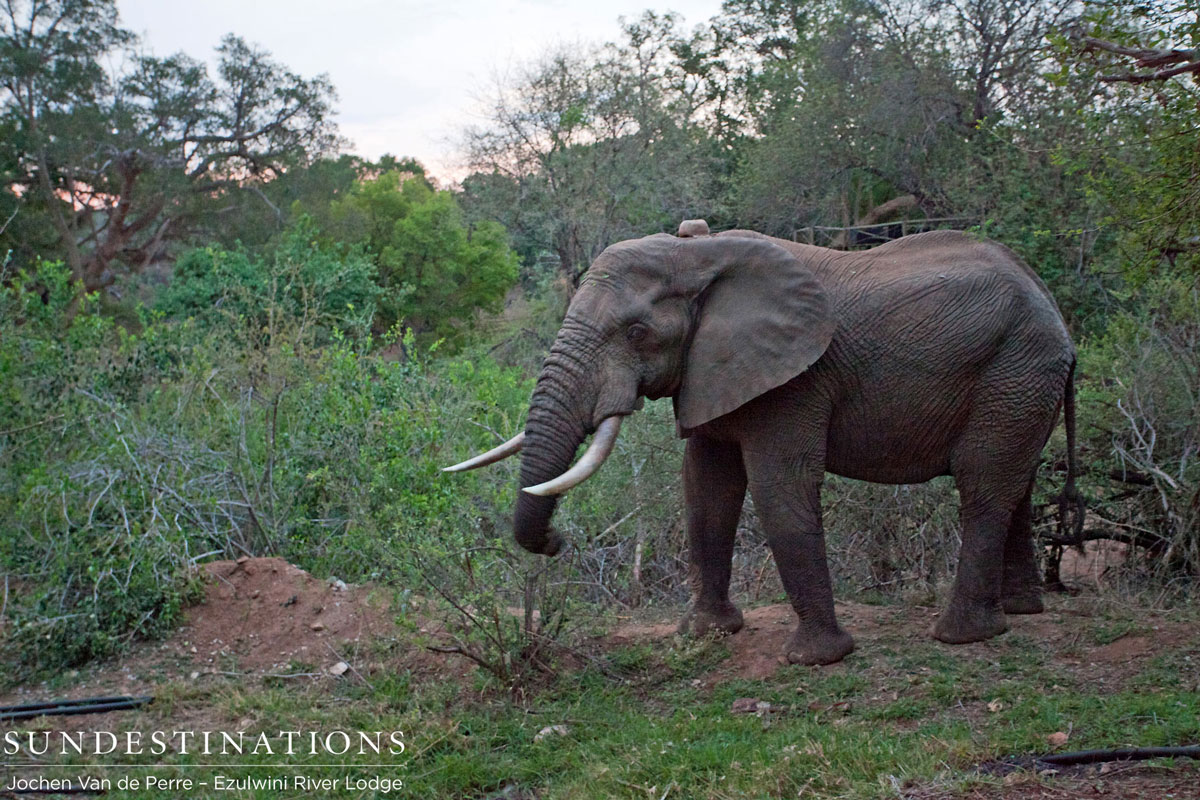 Balule Elephant Balule Elephant