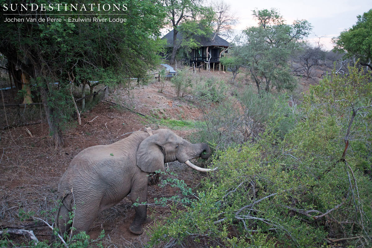 Giant Tusker Giant Tusker