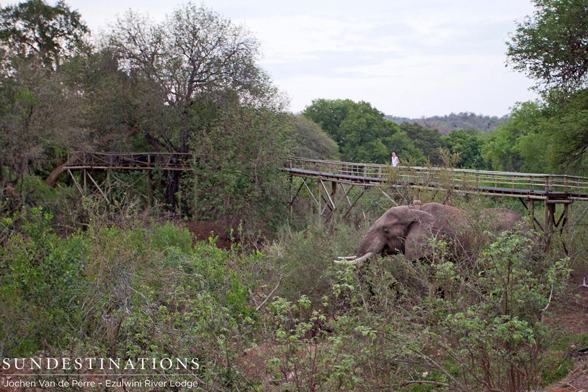 Shoshangaan Balule Shoshangaan Balule