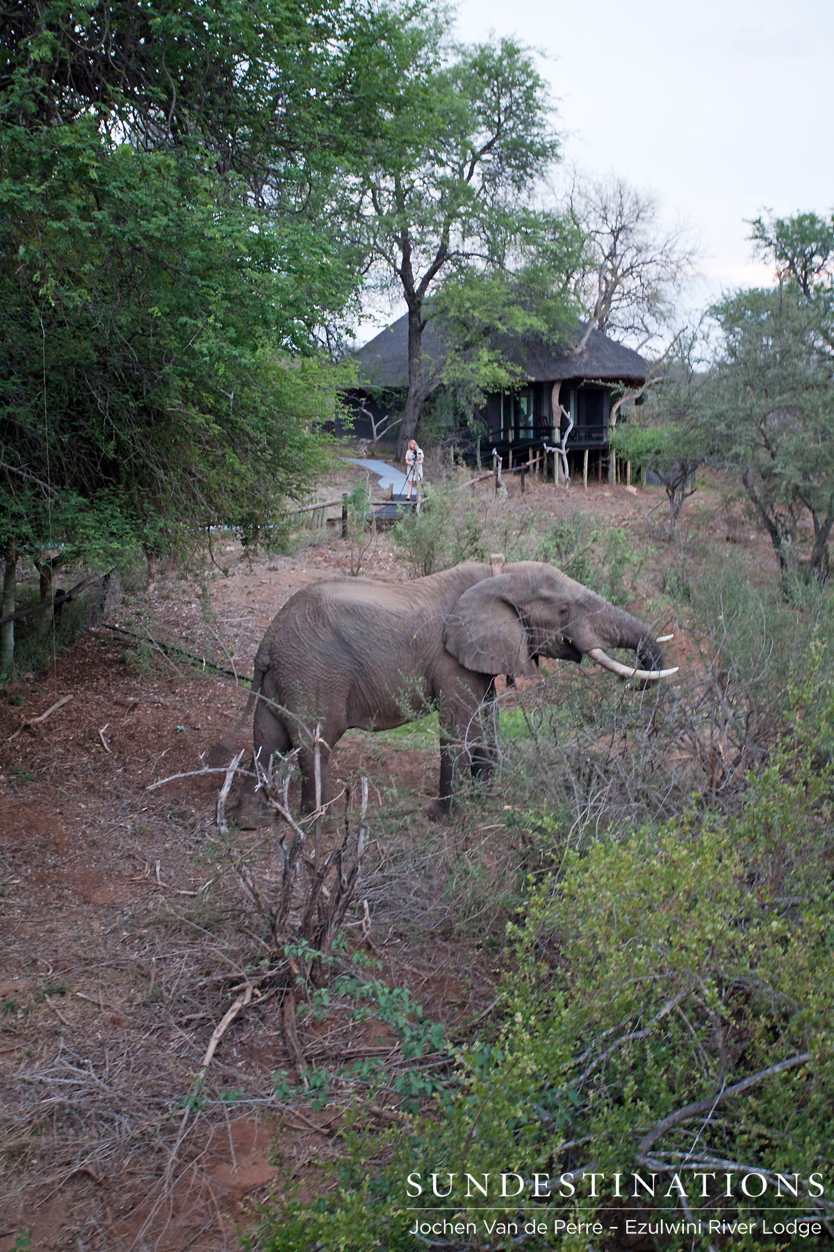 Shoshangaan Shoshangaan