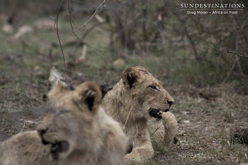 Glimpsing the Hercules cubs through the bush Glimpsing the Hercules cubs through the bush
