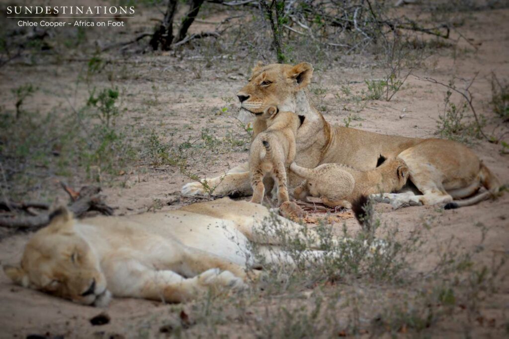 Happy family with cubs feeding Happy family with cubs feeding