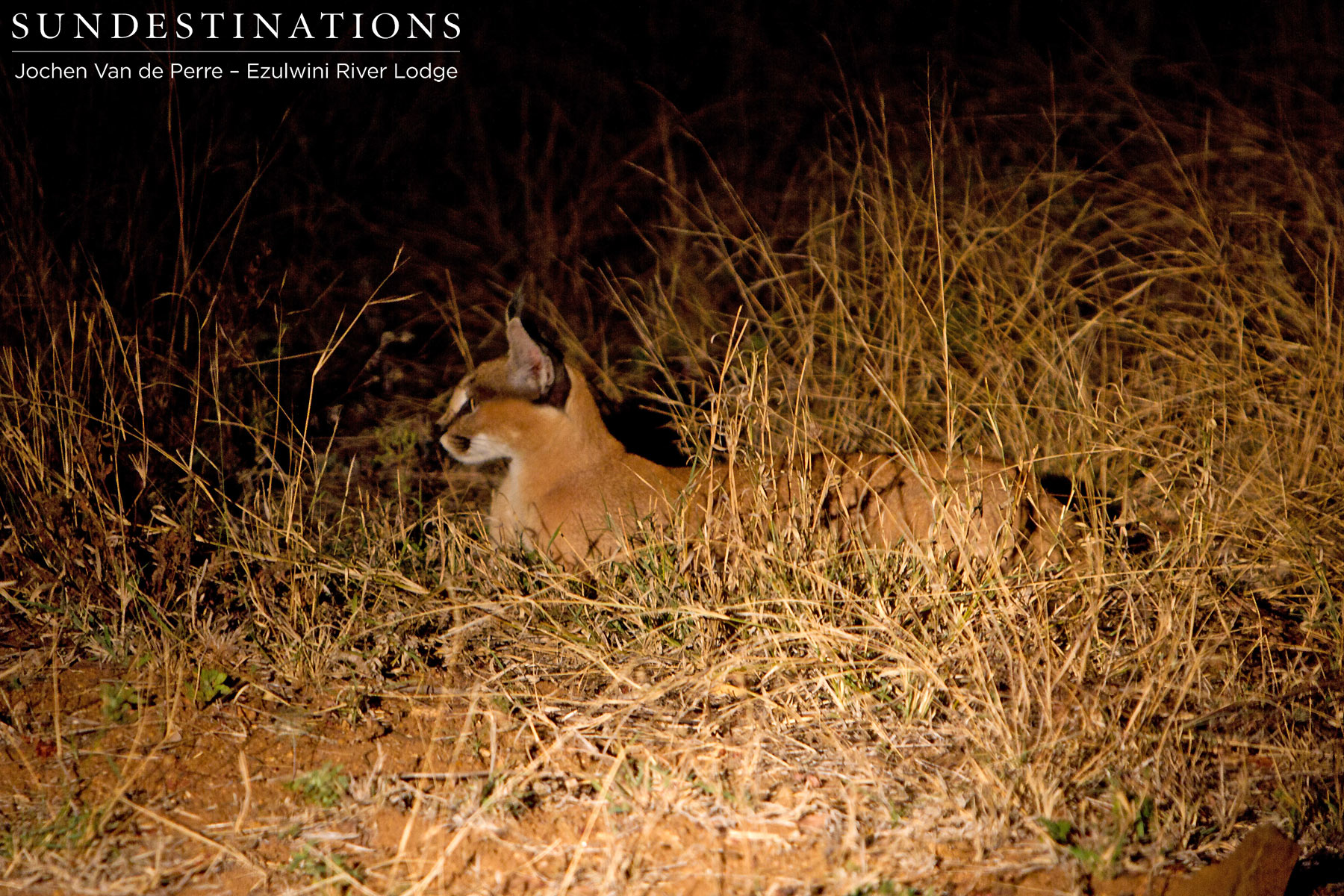 Caracal in Balule Caracal in Balule