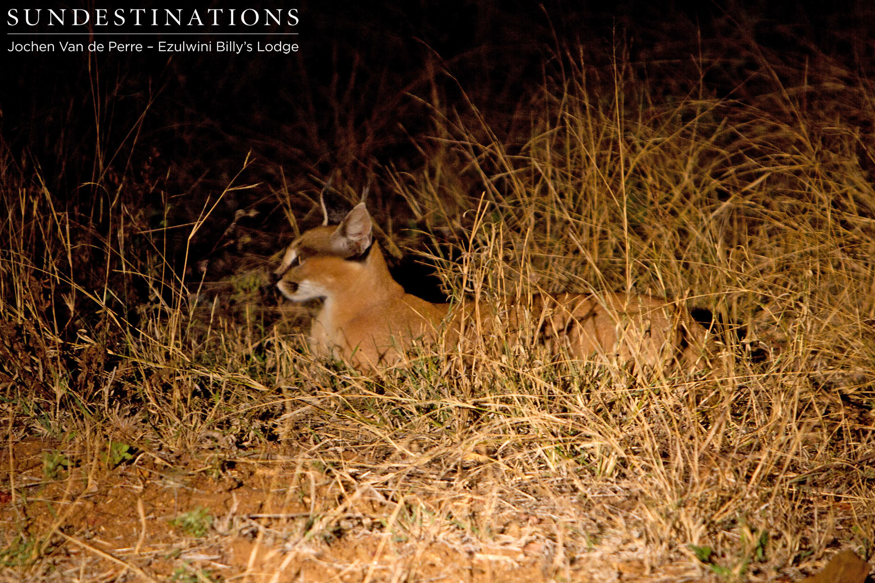 Ezulwini Caracal Ezulwini Caracal