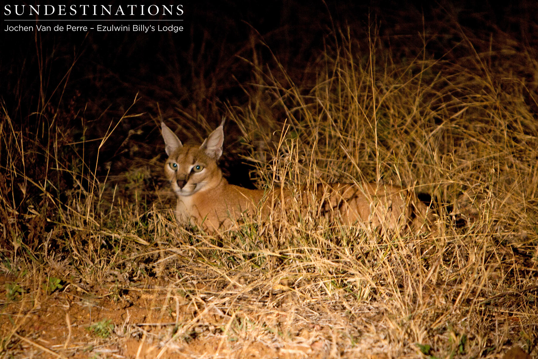 Balule Caracal Balule Caracal