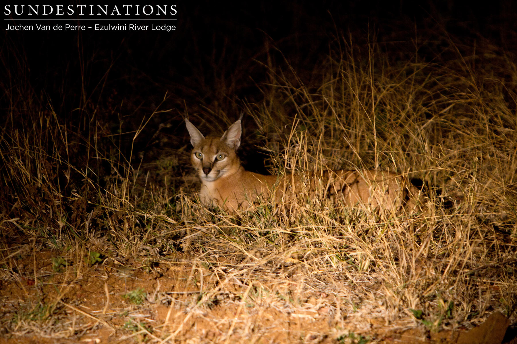 Caracal Cat Caracal Cat