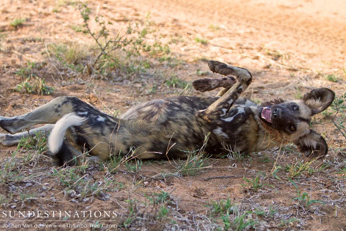 Wild Dogs Playing Wild Dogs Playing