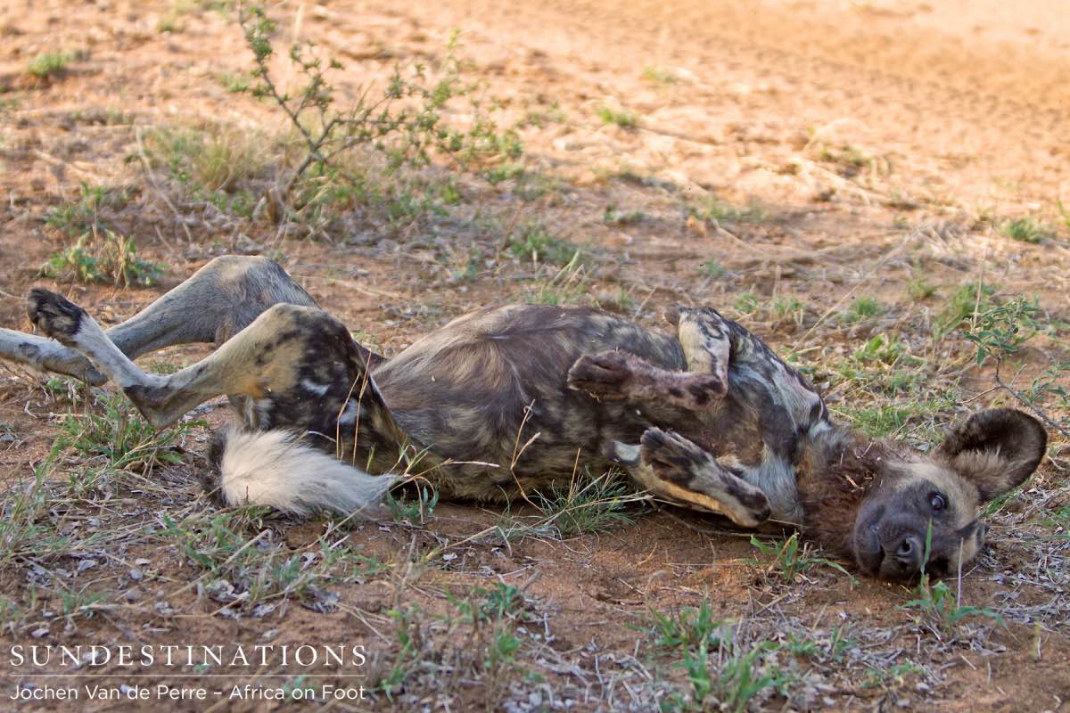 Africa on Foot Pup Africa on Foot Pup