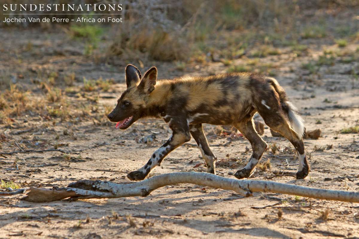 Sub-adult Wild Dog Pup Sub-adult Wild Dog Pup