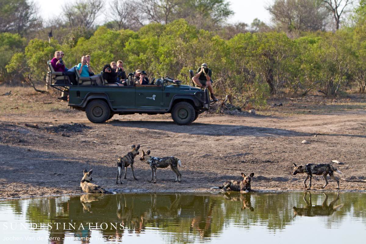 Wild Dogs Drinking Wild Dogs Drinking