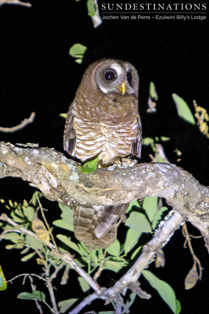 Wood owl looking for tasty treats Wood owl looking for tasty treats