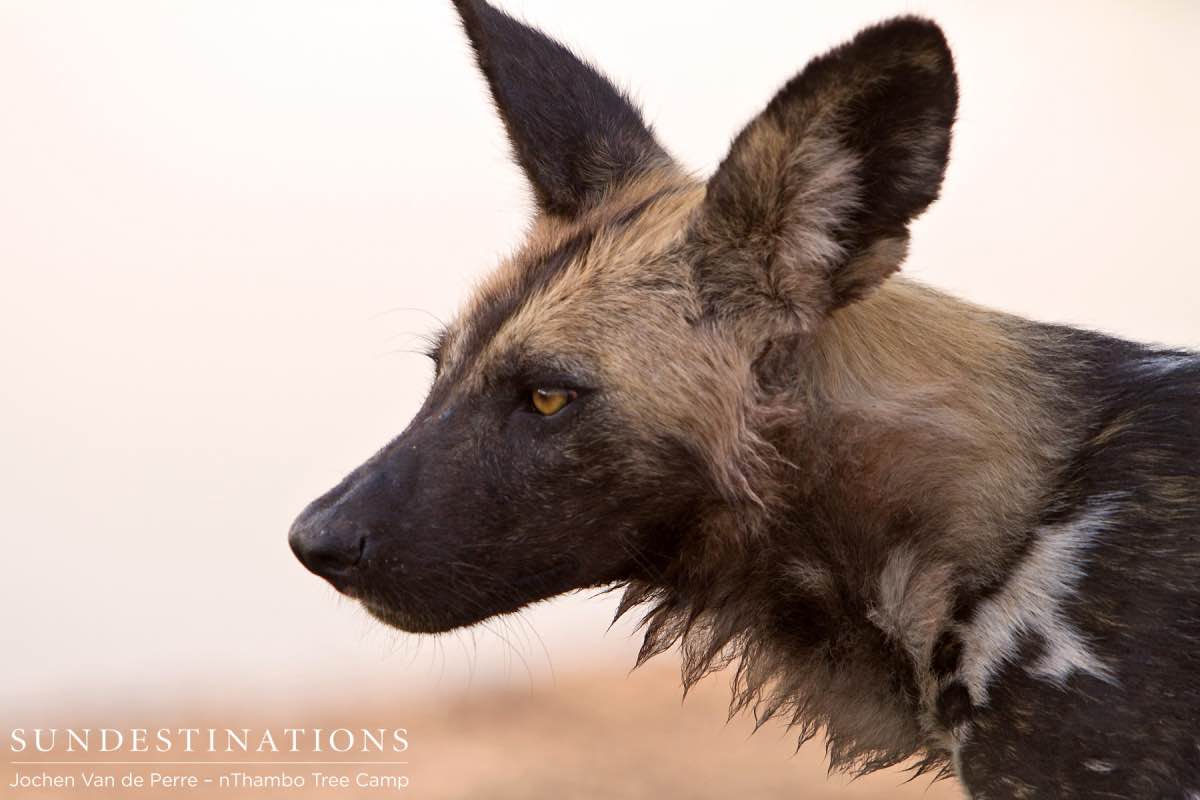 Wild Dog Portrait Wild Dog Portrait