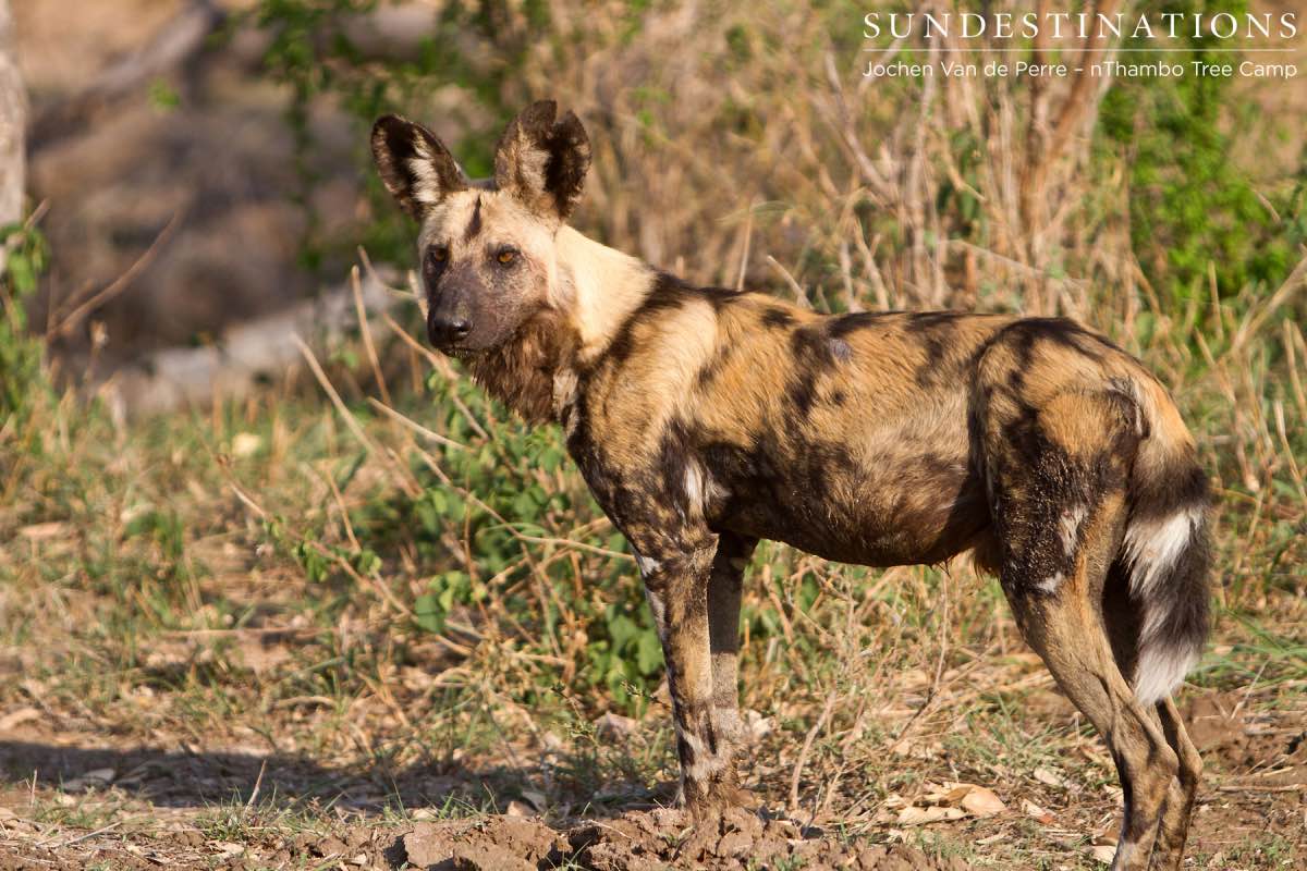 African Painted Dog African Painted Dog