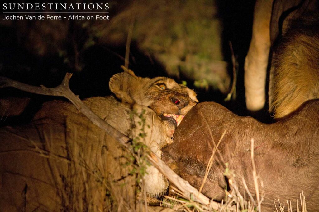 Ross Breakaway lioness on buffalo kill Ross Breakaway lioness on buffalo kill