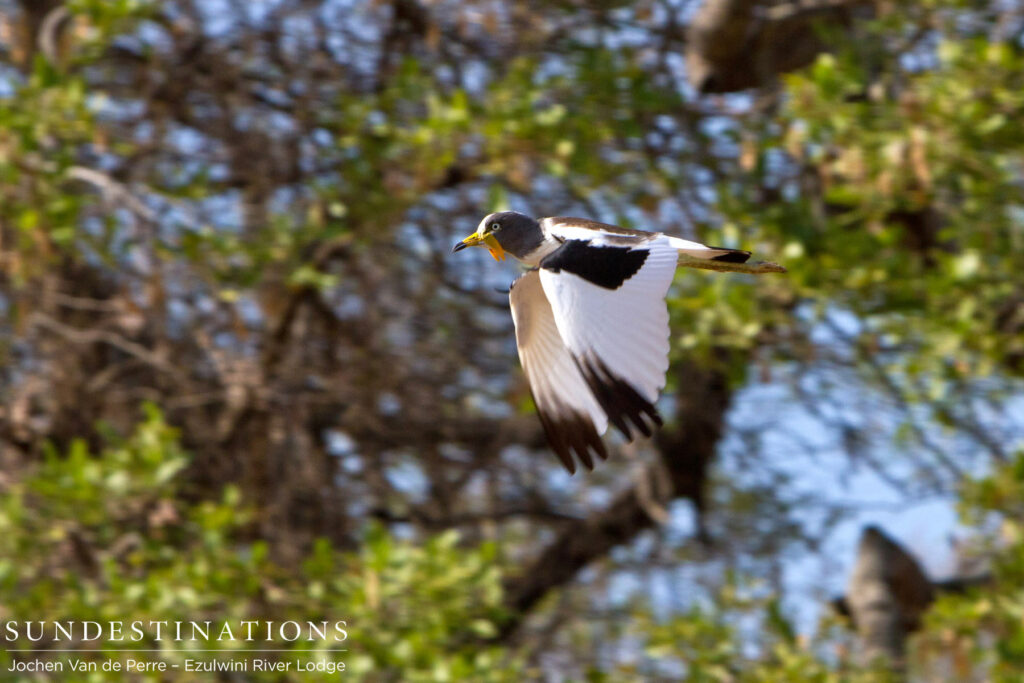 White-crowned lapwing in flight White-crowned lapwing in flight