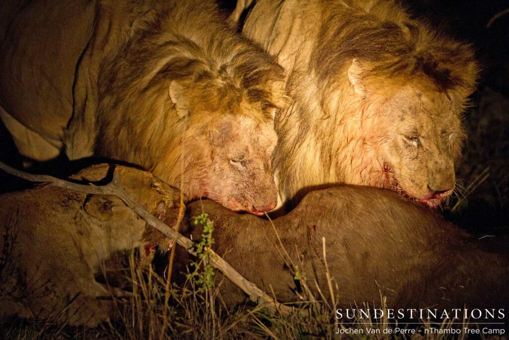 2 Trilogy males and a Ross Breakaway lioness feed on buffalo 2 Trilogy males and a Ross Breakaway lioness feed on buffalo