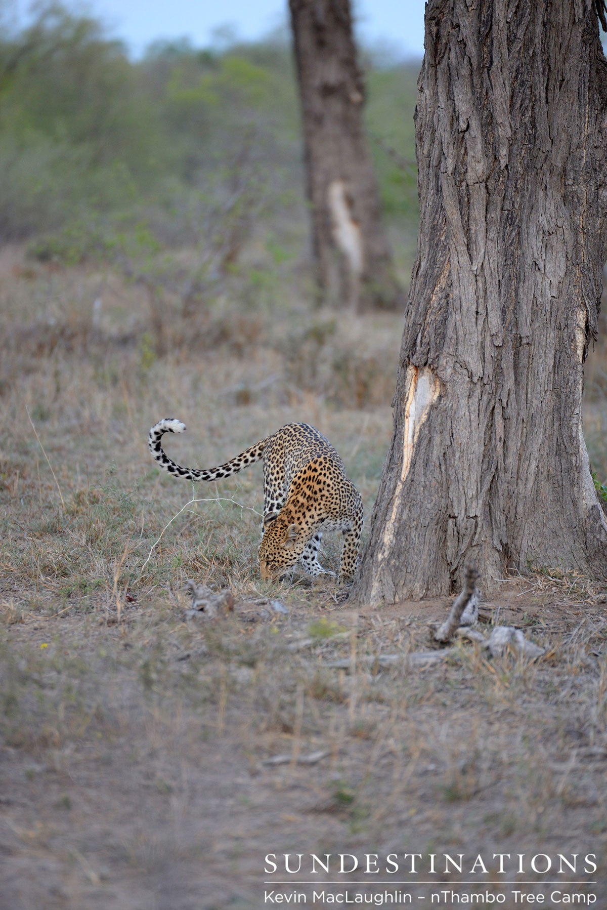 Rhulani and Cub Rhulani and Cub