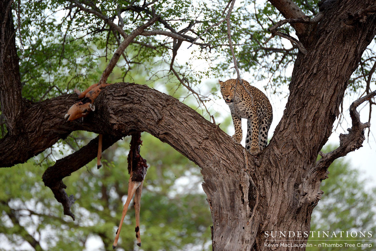 Rhulani the Leopard Rhulani the Leopard