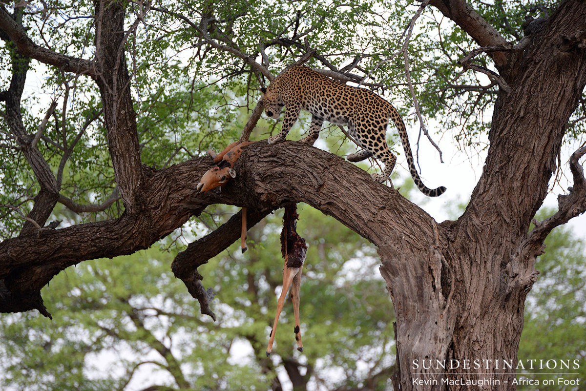 Leopard Kill Leopard Kill