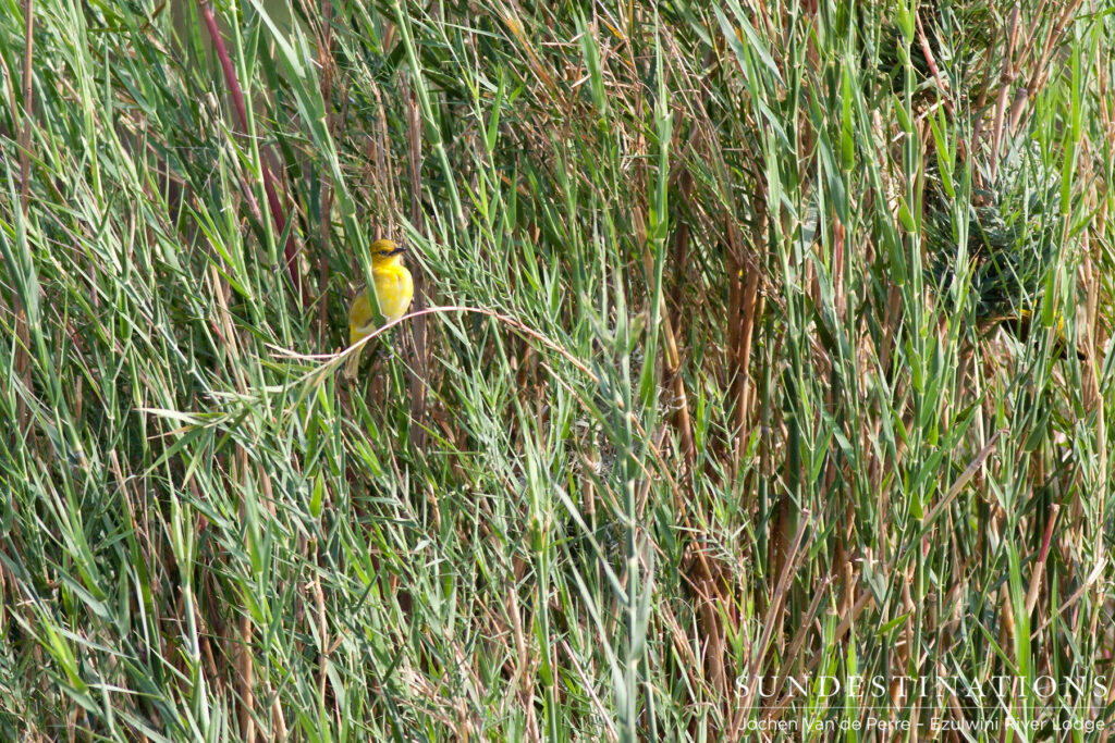 Female southern-masked weaver swaying in the reeds Female southern-masked weaver swaying in the reeds