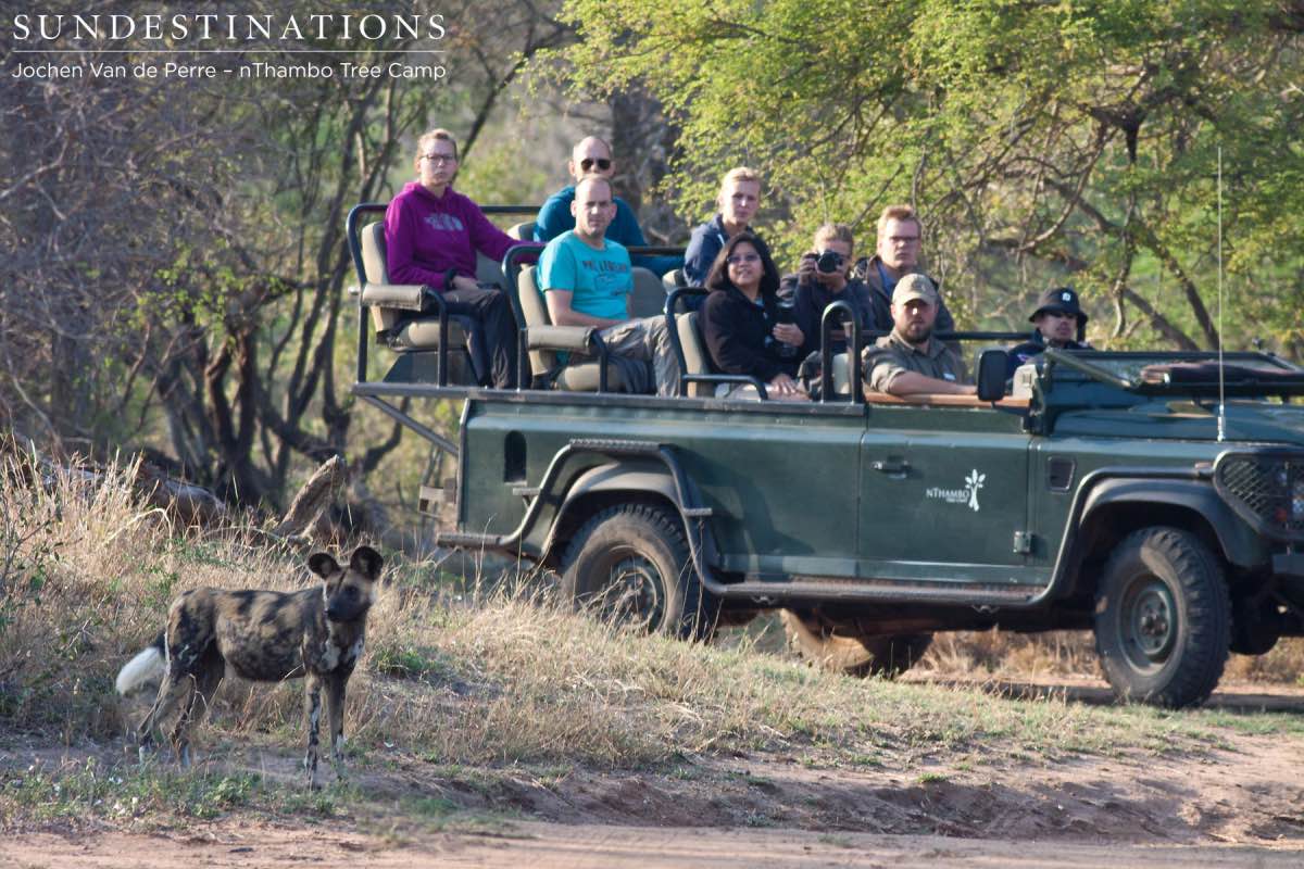 Wild Dog Clan Wild Dog Clan