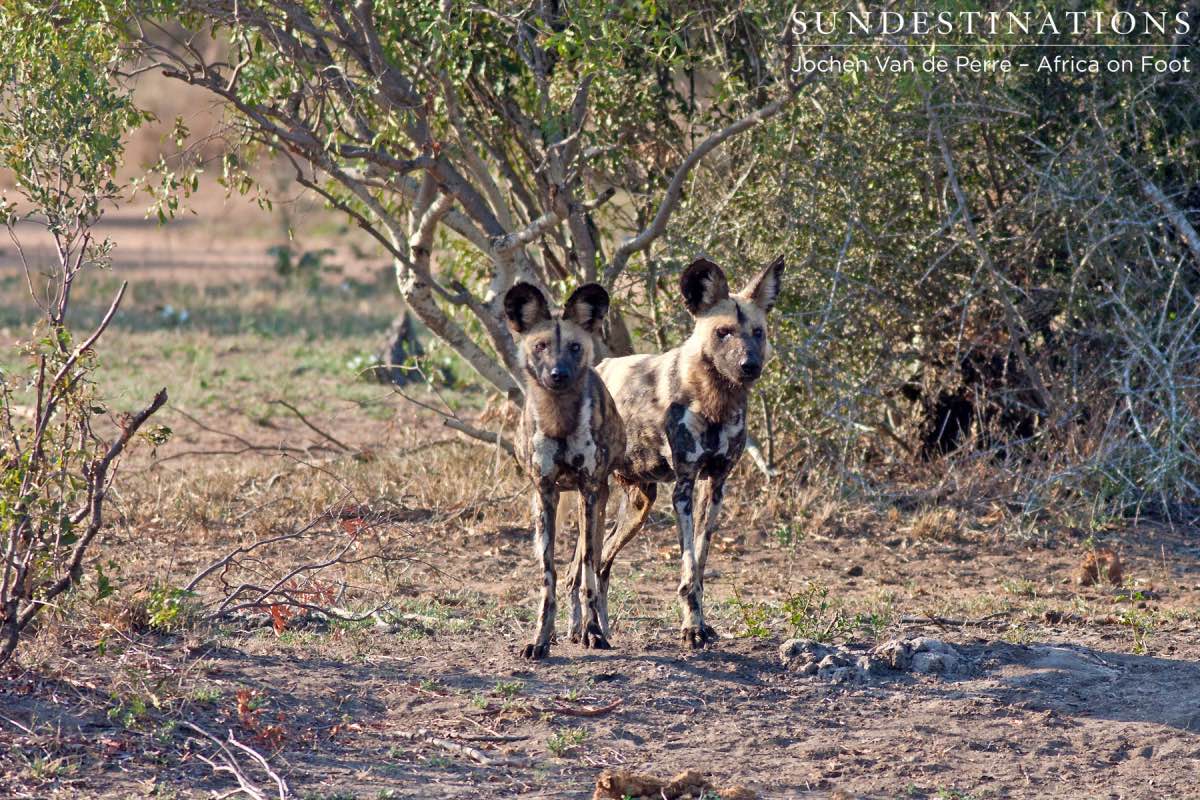 Wild Dog Pups Wild Dog Pups